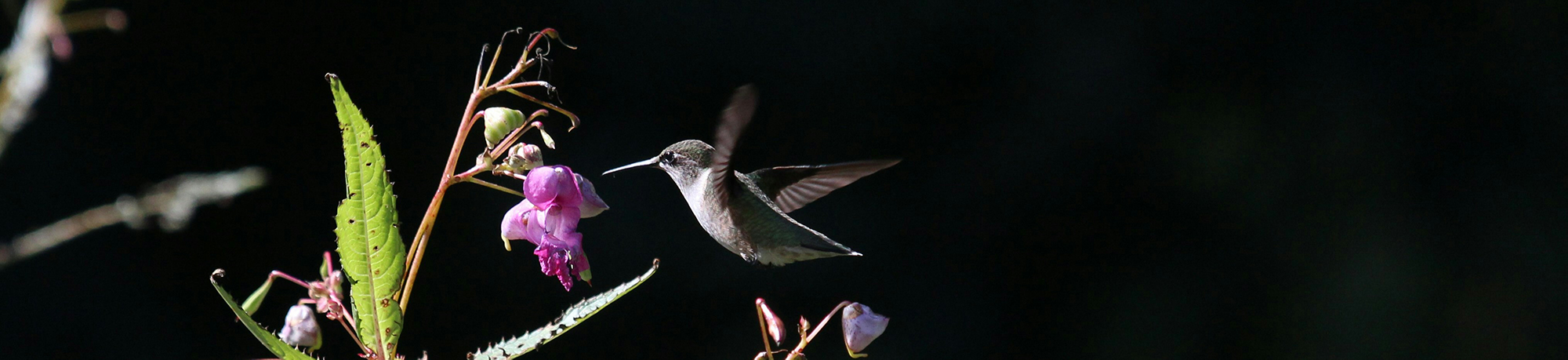 hummingbird hover